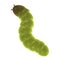 Green worm insect