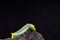 Green worm transparent dark background