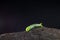 Green worm transparent dark background