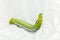 Green worm white background