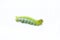 The green worm on white background ,The green caterpillars, Caterpillars eat the green leaves before they pupate and become moths.