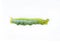 The green worm on white background ,The green caterpillars, Caterpillars eat the green leaves before they pupate and become moths.