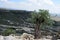 Green wormwood grew among rocks and mountains