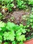 Green Wormwood vegetables in garden pot