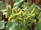 Green Xanthium plant in a natural environment on a blurred background