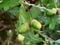 Green-yellow acorn growing between oak leaves.