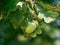 Green-yellow acorn growing between oak leaves. It heralds the coming golden autum