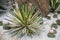 Green-yellow agave plant with pointed leaf and thorns in the rock garden that decorates with white pebbles