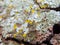 Green and yellow Algae, Lichens and moss on a tree bark