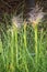 Green and yellow autumn fluffy feather grass with seeds on curved stems in light wind. Hello autumn concept. Natural background