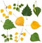 Green and yellow autumn leaves of birch tree