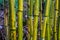 Green and yellow bamboo trunks in macro closeup, relaxing nature background