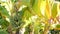 Green yellow banana tree fruit bunch. Exotic tropical sunny summer atmosphere. Fresh juicy leaves in sunlight. Sunlit
