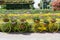 Green and yellow bicycles decorated with colourful flowers in the pots