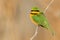 Green and yellow bird Little Bee-eater, Merops pusillus, Chobe National Park, Botswana