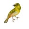 Green yellow bird spring watercolor illustration on white