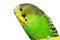 Green and yellow budgie