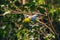 Green and yellow budgie and blue budgie