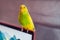 Green and yellow budgie parakeet sitting on a laptop screen