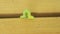 green yellow caterpillar crawling on wooden table,macro.