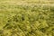 Green-yellow color wheat field texture