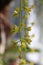 Green & Yellow Creeper Plant Vines Closeup