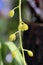 Green & Yellow Creeper Plant Vines Closeup