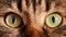 Green-yellow eyes of tabby cat macro, Highland Scottish Fold cat eyes, wildcat big eyes