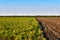 Green and yellow farm field over blue sky