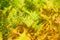 Green and yellow ferns leaves floral background