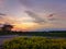 Green and yellow fields of colza at cloudy sunset