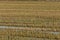 Green and yellow flooded rice field. Perfect and natural background. Albufera Natural Park, Valencia, Spain