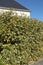 Green and yellow foliage of an Elaeagnus ebbingei viveleg