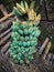 Green and yellow group of bananas with awesome textures