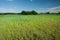 Green-yellow growing cereal in a field, forest and blue sky