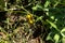 Green and yellow growing unripe tomatoes on branch