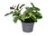 Green and yellow \\\'Houttuynia Cordata Chameleon\\\' plant in flower pot