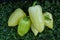 Green-yellow large peppers on the grass. Peppers grown in the garden