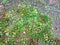 Green and yellow leaf in river water circulating