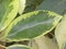 Green and yellow leaf of Schefflera arboricola plant