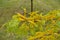 Green and yellow leafage of honey locust