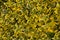 Green yellow leafy background - Euonymus