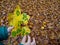 Green yellow leaves in hands of a children. Fall season