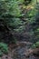 Green and yellow leaves over a leafy waterfall - MORNING