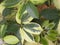 Green and yellow leaves of Schefflera arboricola plant