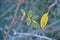 Green and yellow leaves and thorny branch