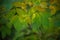 Green and yellow leaves on a tree in a magical sunny autumn forest