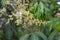 Green yellow mango flowers on the tree