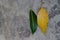 Green and yellow mango leaves on the cement floor. Mango leaves as background. Top view.