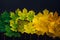 Green and yellow maple leaves laid out in row on black background. Autumn concept, color gradient, image for design with copy